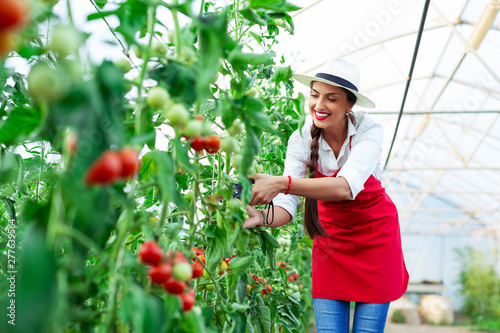 Woman harvesting fresh tomatoes from the greenhouse photo