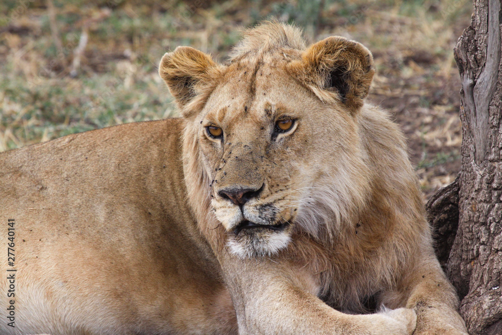 Löwin Closeup