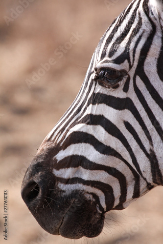 Closeup Zebra