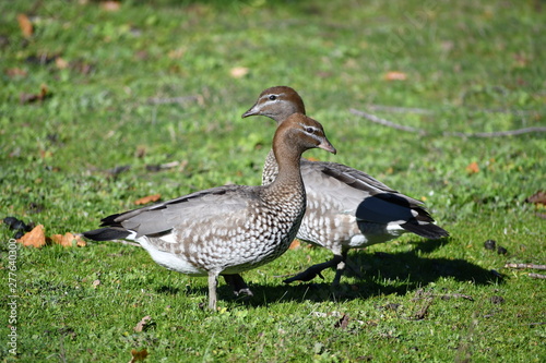 Female Australian Wood Ducks (Chenonetta Jubata)