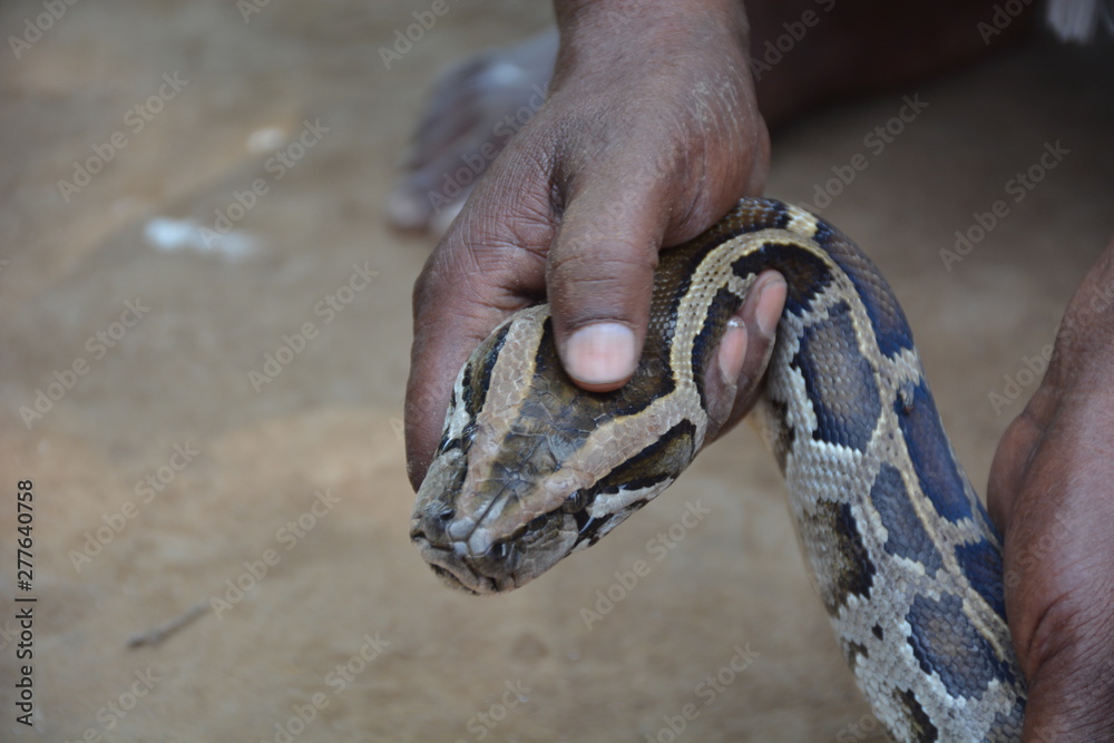 Fototapeta premium snake in the hand