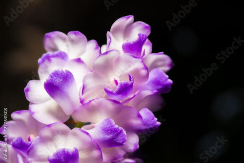 Details of purple orchid petals, Aerides rosea Lodd, former Lindl & Paxton.soft focus © Pongvit