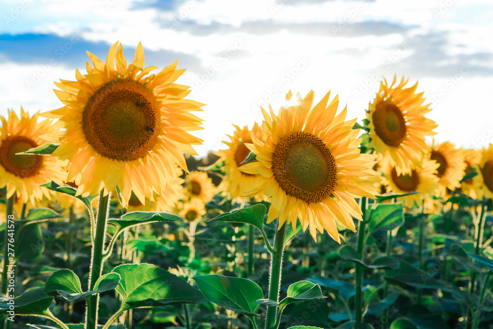 Fototapeta premium field with sunflowers against the blue sky