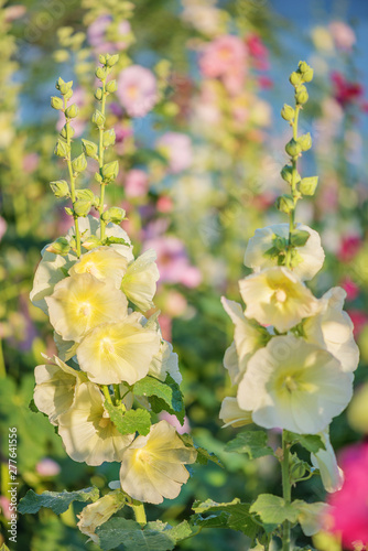 Yellow flowers of mallow ou...