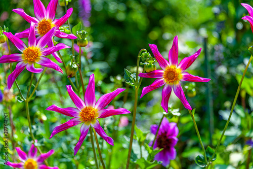 Beautiful close up of 8-petal star shape flowers in the field. Alpen Chips dahlias in purple fuchsia color taken with shallow depth of field.