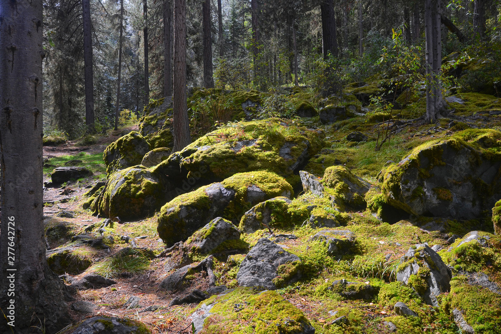 Forest landscape. Sunlight in mossy forest. Altai Republic, Siberia, Russia. Forest landscape. Sunlight in mossy forest. Altai Republic, Siberia, Russia.