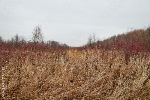Yellow landscape in autumn cloudy day with yellow grass and trees background