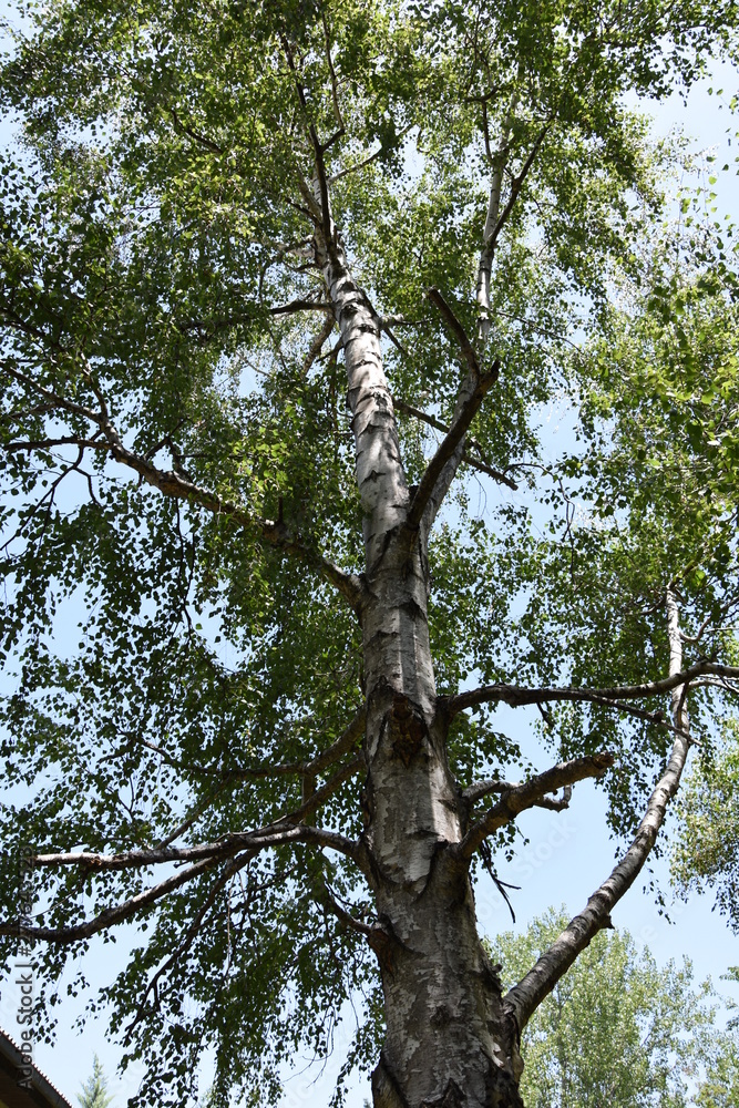 Fototapeta premium Birch tree with his bark