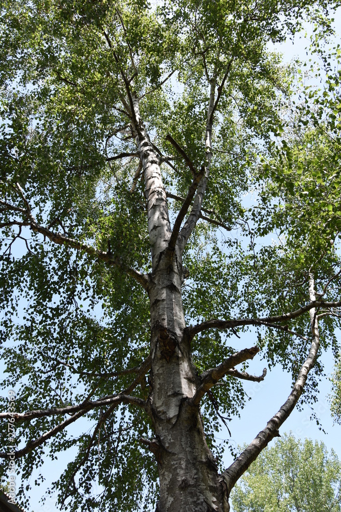 Fototapeta premium Birch tree with his bark
