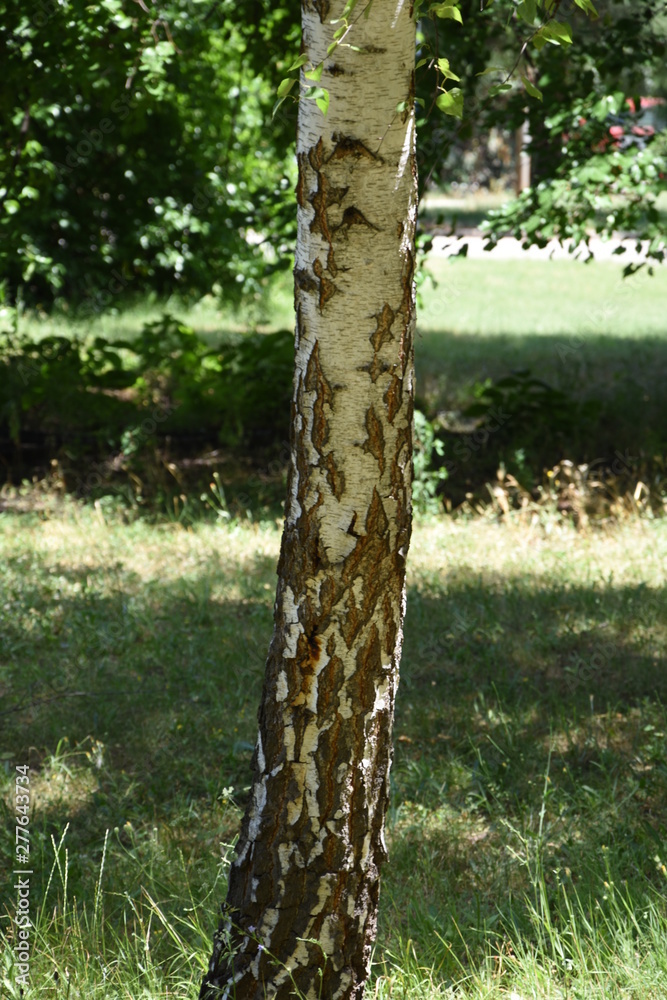 Fototapeta premium Birch tree with his bark