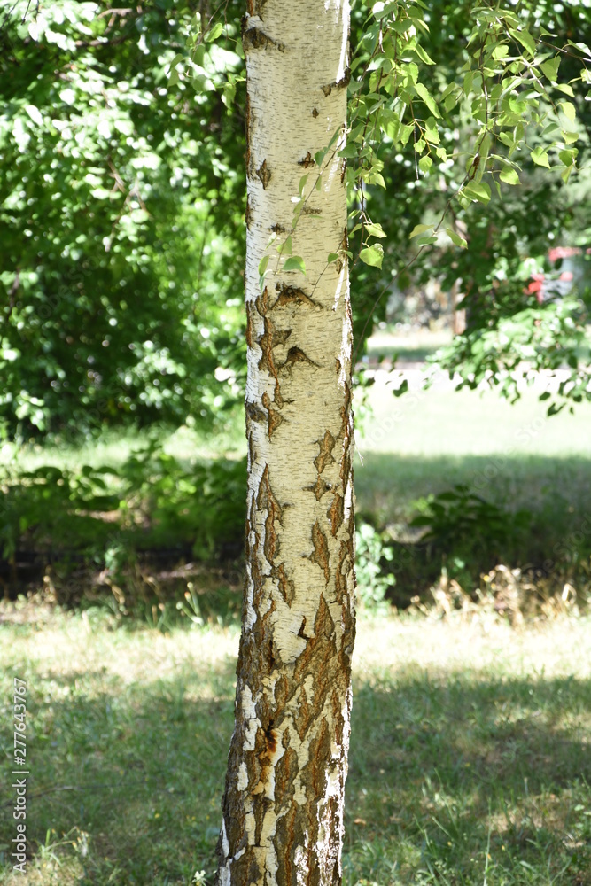 Fototapeta premium Birch tree with his bark