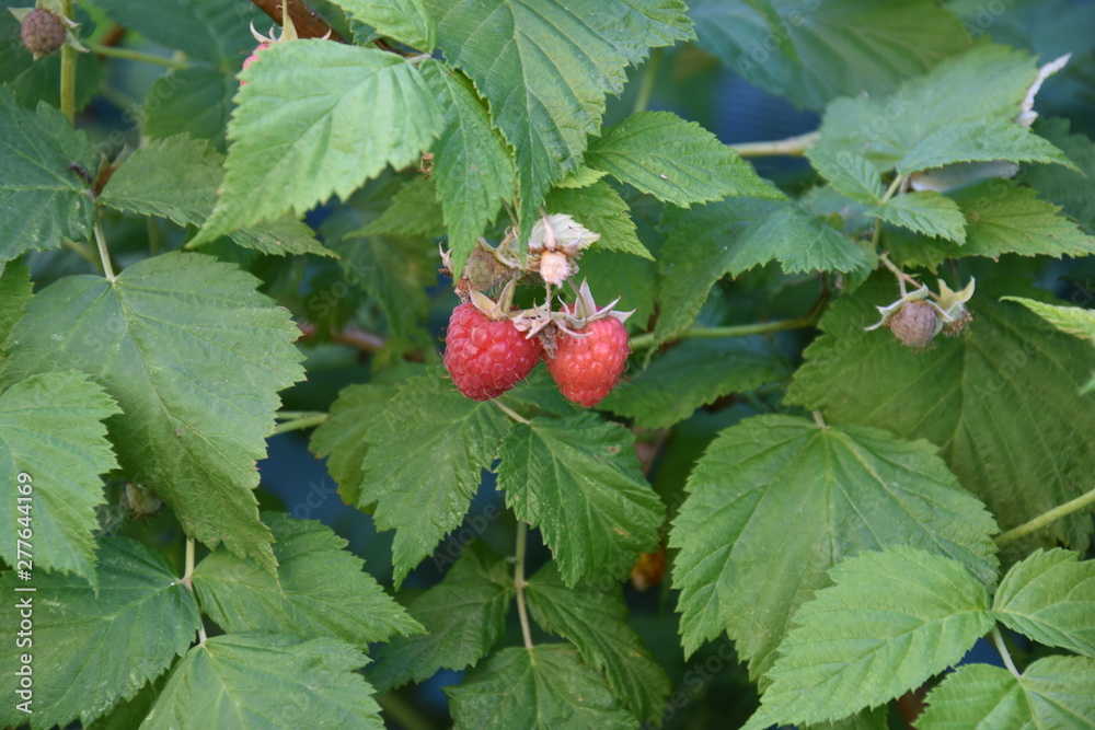 Red Raspberryes with ripe fruits Red Raspberryes with ripe fruits