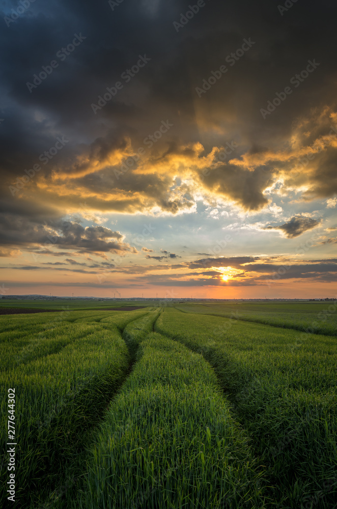 sunset over green field