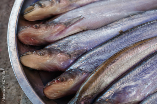 Sheatfishes,Sheatfishes sell in local market Thailand