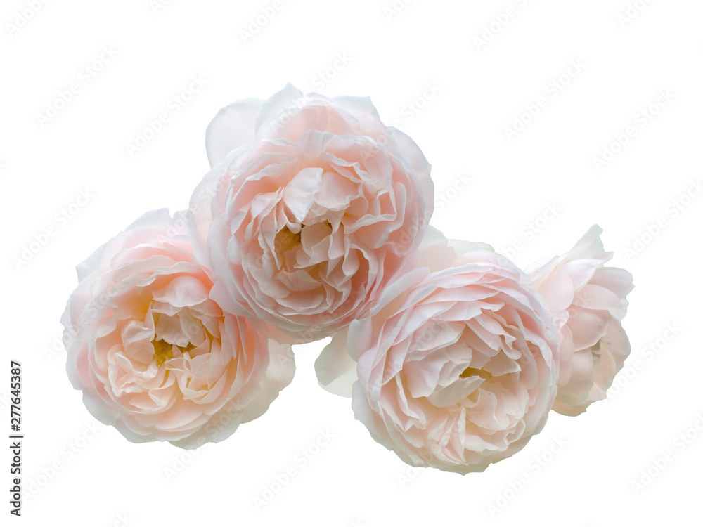 Group of beautiful pink roses Group of beautiful pink roses