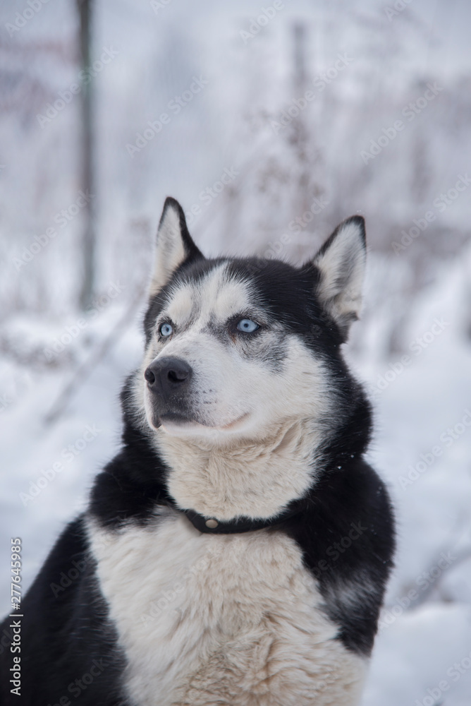 Naklejka premium Husky dog portrait, looking on the side of the view.