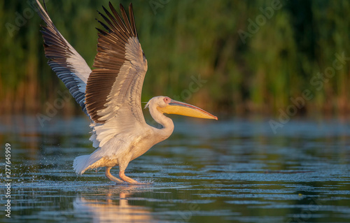 The great white pelican landing on the water with it's wings up