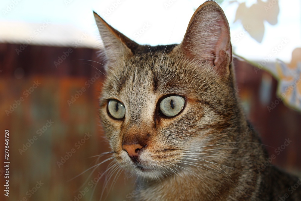  cat portrait