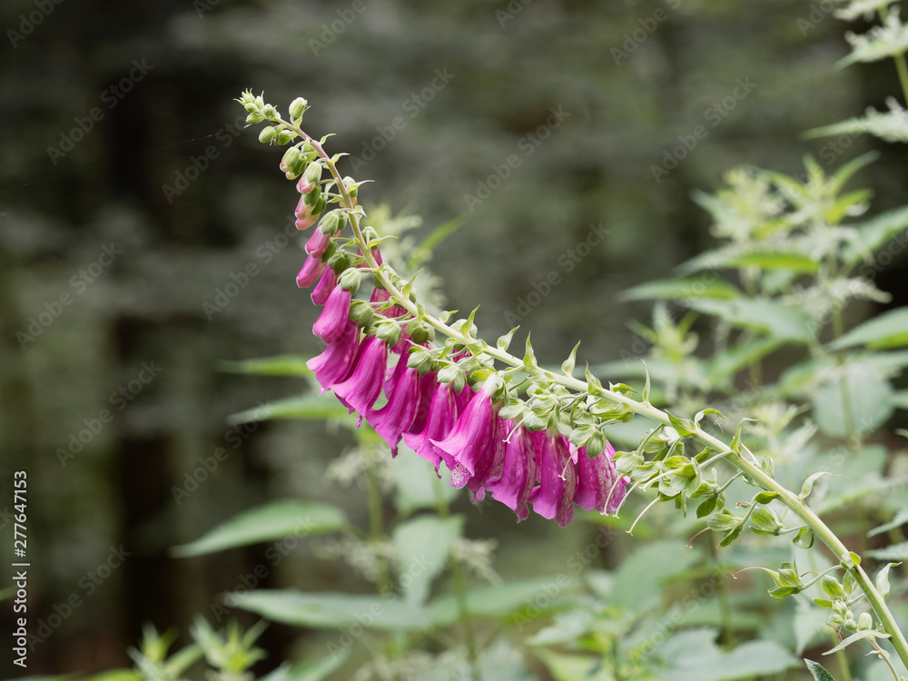 Digitalis purpurea oder der Rote Fingerhut oder Fingerkraut in Schwarzwald Digitalis purpurea oder der Rote Fingerhut oder Fingerkraut in Schwarzwald