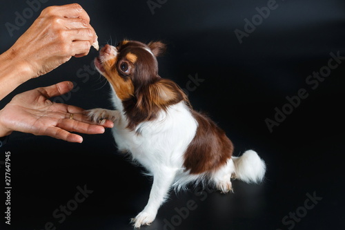 Puppy dog chihuahua eat food from hand,Dog eats chicken,training a dog,feeding pet concept.