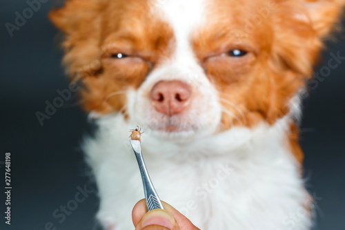 Dog tick bloodsucking,Closeup of hands using silver pliers to remove dog tick ,dog health care concept.Focus dog tick.