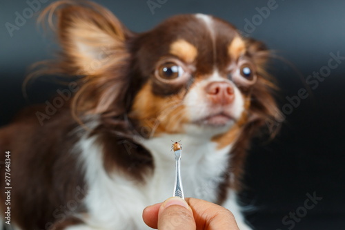 Dog tick bloodsucking,Closeup of hands using silver pliers to remove dog tick ,dog health care concept.Focus dog tick.