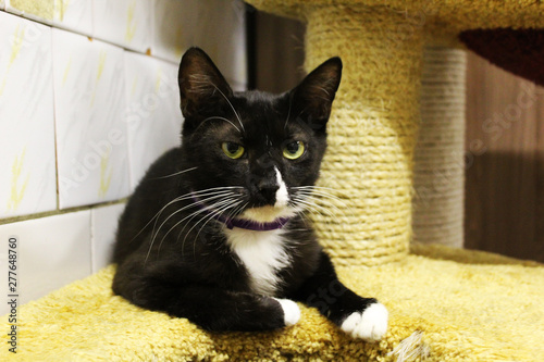 Cuadro en lienzo Serious black and white cat lies in a shelter and looks into the camera