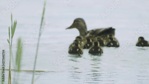 Mom and her young little ducks swimming further away near the shore of Balaton lake. photo