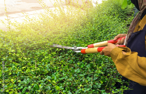 gardener hands are cutting bush with clippers . ,working in the garden,pruning a hedge