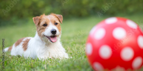 Banner of a happy smiling pet dog puppy as playing with a dotted ball in summer