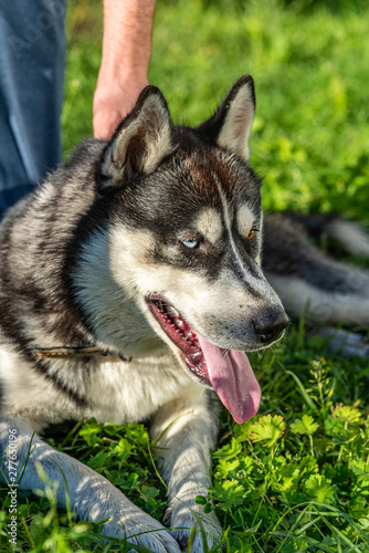 Portrait of a Siberian Husky close up. Photographed in a park.