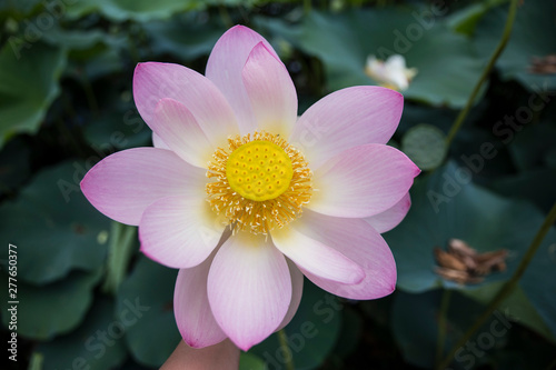a lotus flower blooming beautifully in nature
