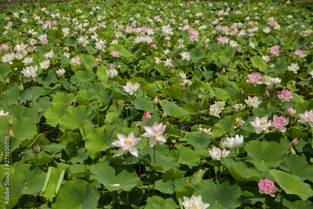 A lotus flowers blooming in beautiful nature