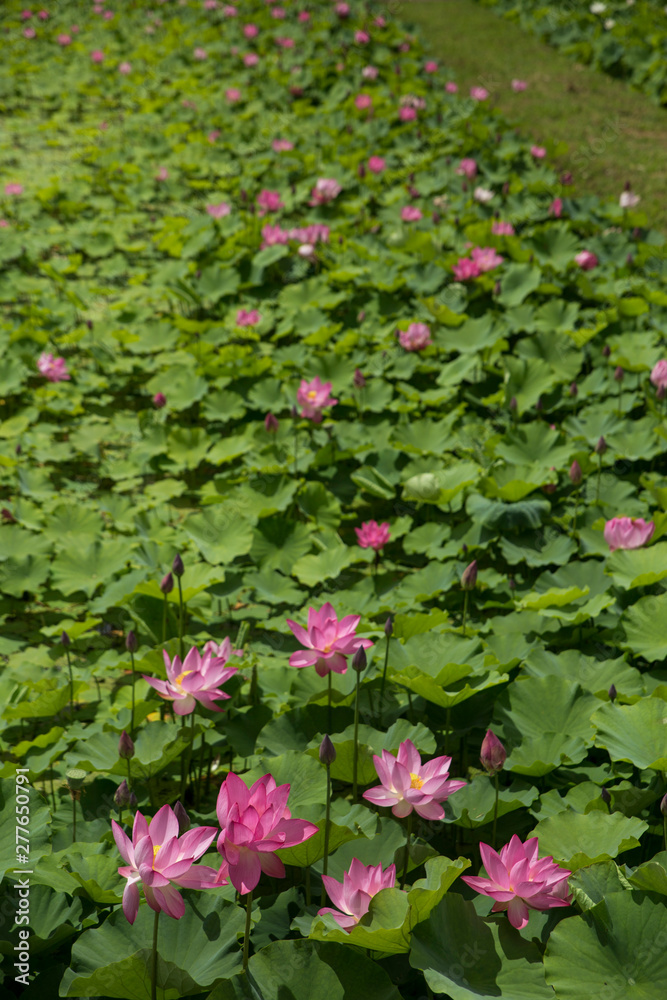 A lotus flowers blooming in beautiful nature