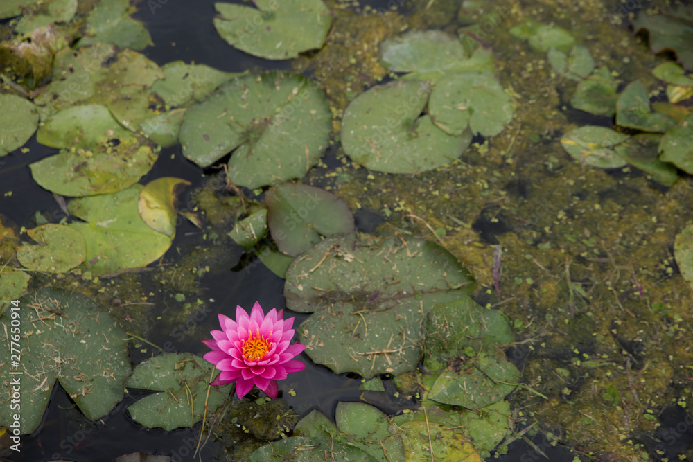 A lotus flowers blooming in beautiful nature A lotus flowers blooming in beautiful nature