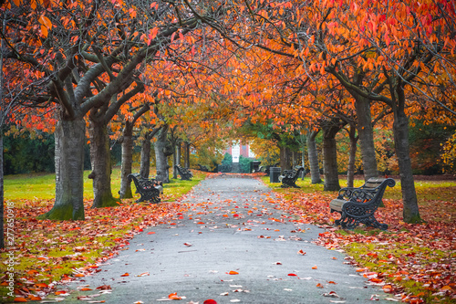 Slika na platnu Tree lined autumn scene in Greenwich park, London