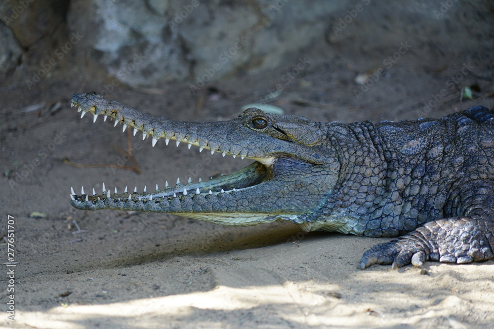 Fototapeta premium A crocodile in a zoo in Australia