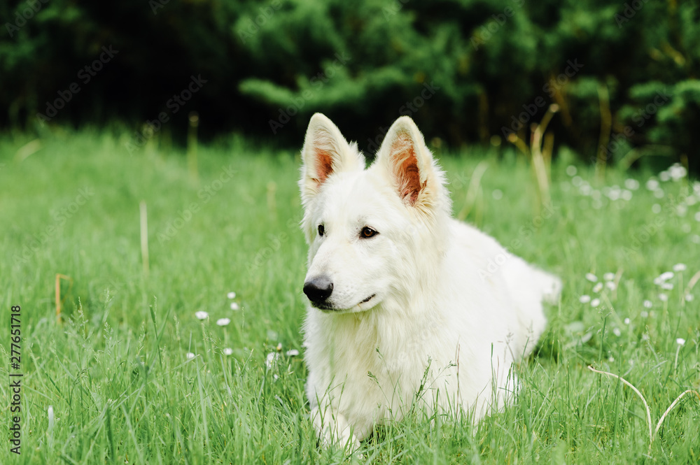 white swiss shepherd poses in nature white swiss shepherd poses in nature
