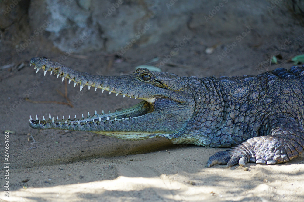 Fototapeta premium A crocodile in a zoo in Australia