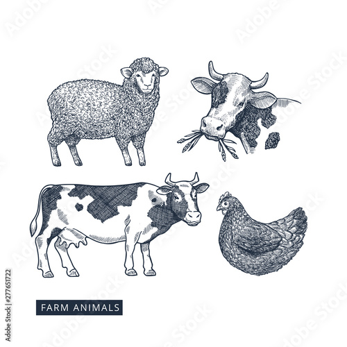 Farm animals collection. Cow  sheep  chicken engraved vintage illustration. Vector illustration