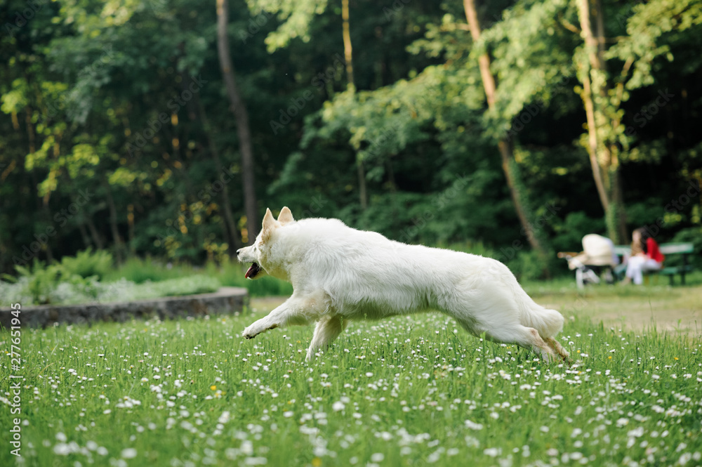 Fototapeta premium white swiss shepherd poses in nature