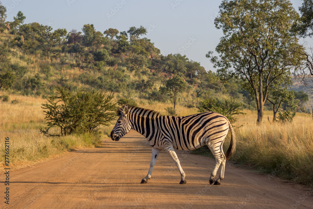 Fototapeta premium burchels Zebra crossing a road
