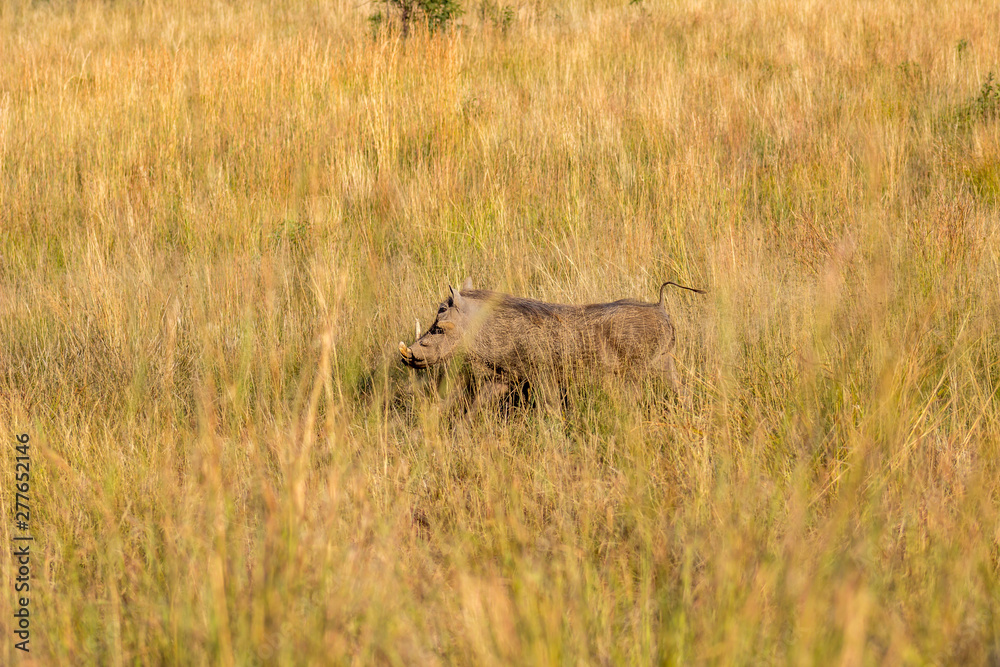 Common warthog running Common warthog running
