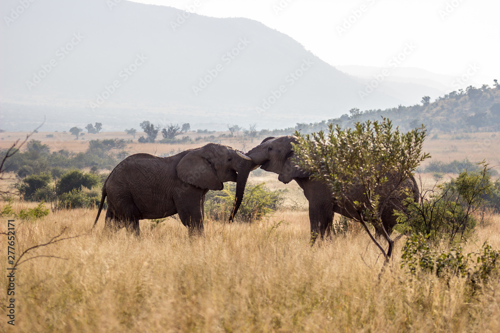 Obraz premium African elephant fighting