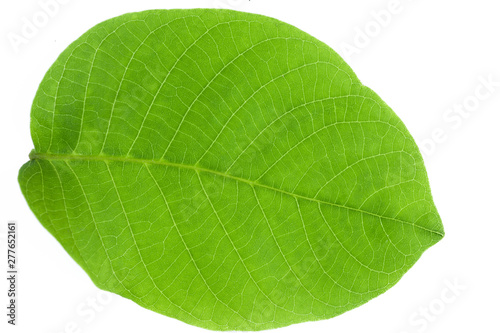 green leaf background  leaf texture and structure