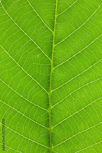 green leaf background, leaf texture and structure