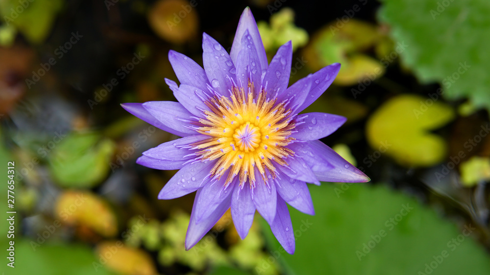 Beautiful lotus flower, lotus flower blossom Beautiful lotus flower, lotus flower blossom