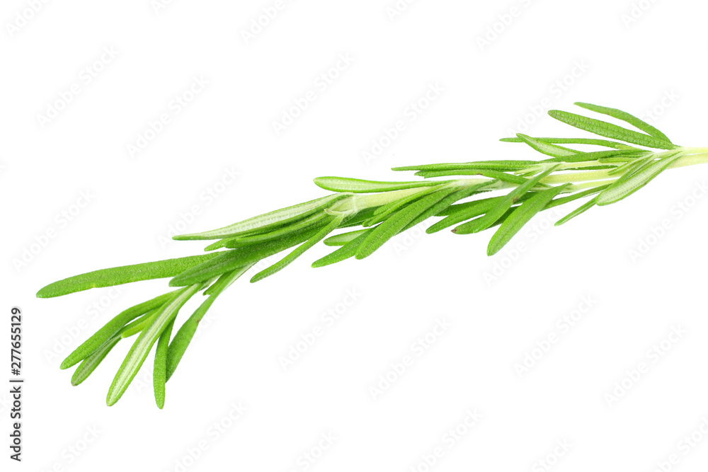 Fototapeta premium fresh rosemary leaves isolated on white background.