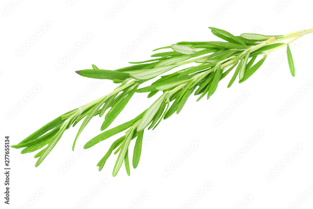 Fototapeta premium fresh rosemary leaves isolated on white background.