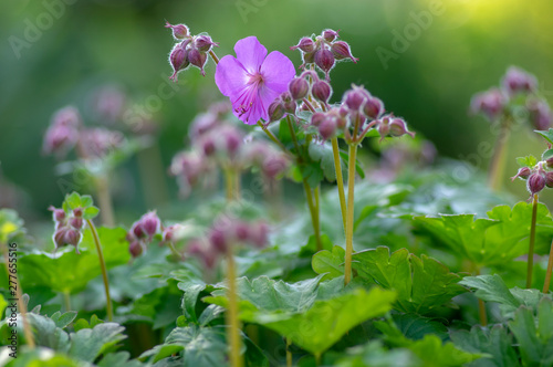 Geranium cantabrigiense karmina flowering plants with buds, group of ornamental pink cranesbill flowers in bloom in the garden photo